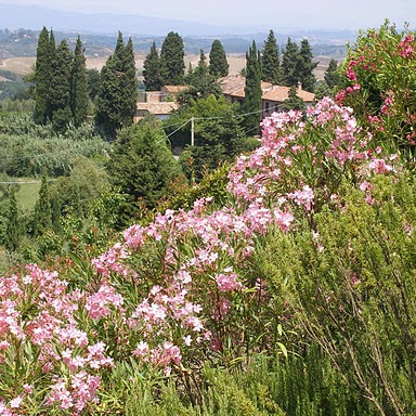 Appartamenti tra i tartufi e bosco