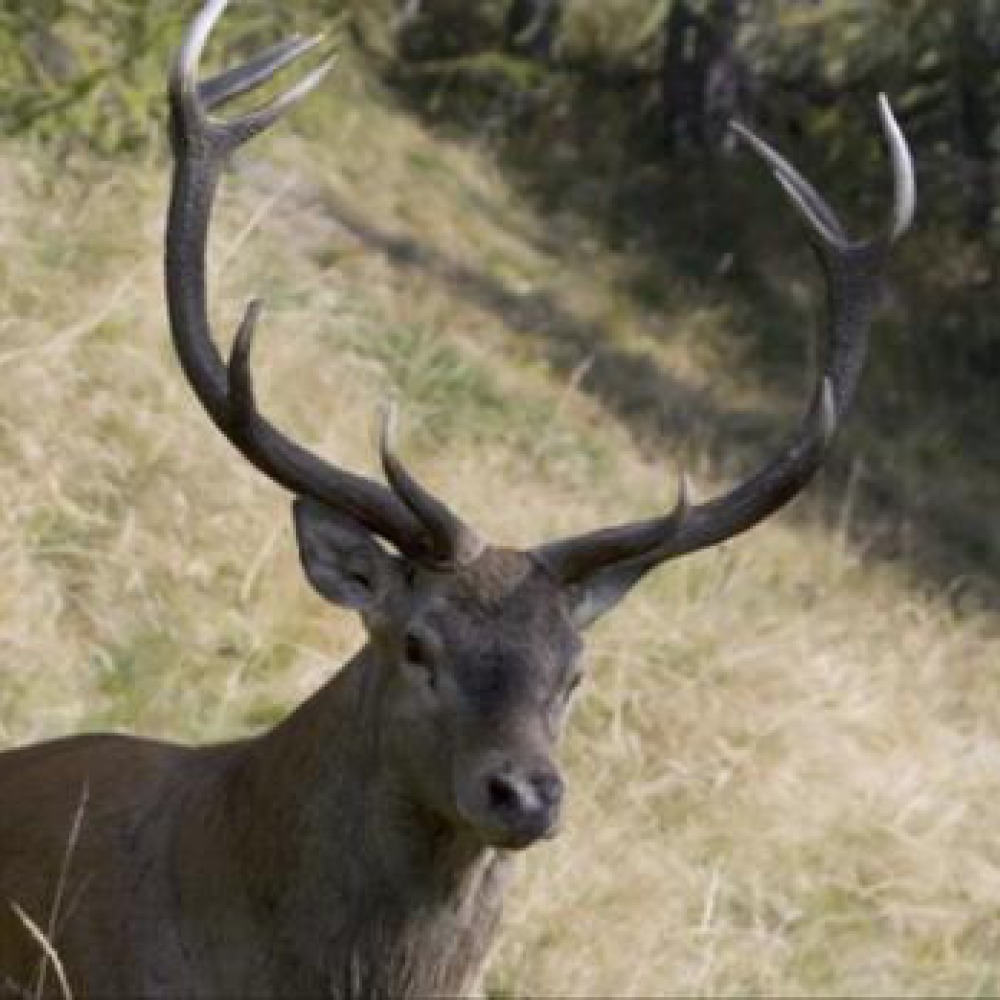 Agriturismo immerso nella natura e silenzio