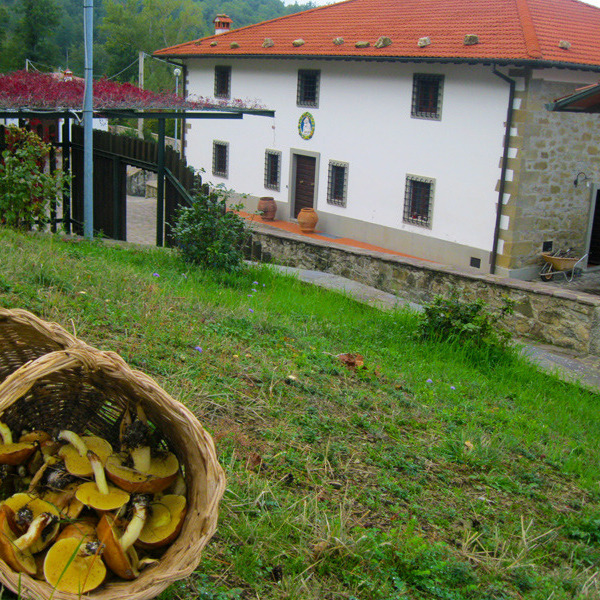 Countryhouse in quiet nature