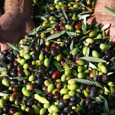 Medieval resort with olive oil tasting