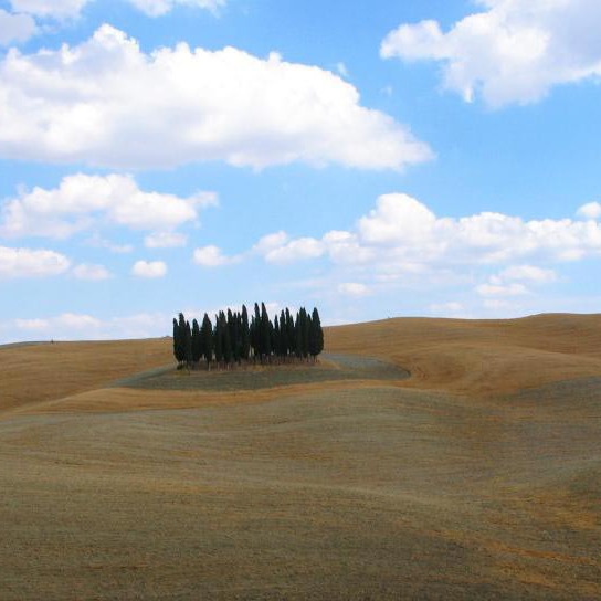 Bolgheri & Wine