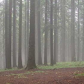 Medieval castle in the woods of Valdarno