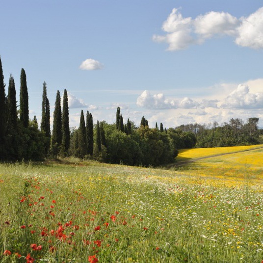 Bio agriturismo b&b nel senese