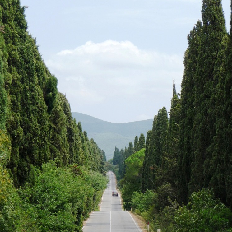 Calici lungo il viale dei cipressi a Bolgheri