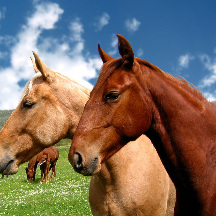 With horse in the nature around Castiglione