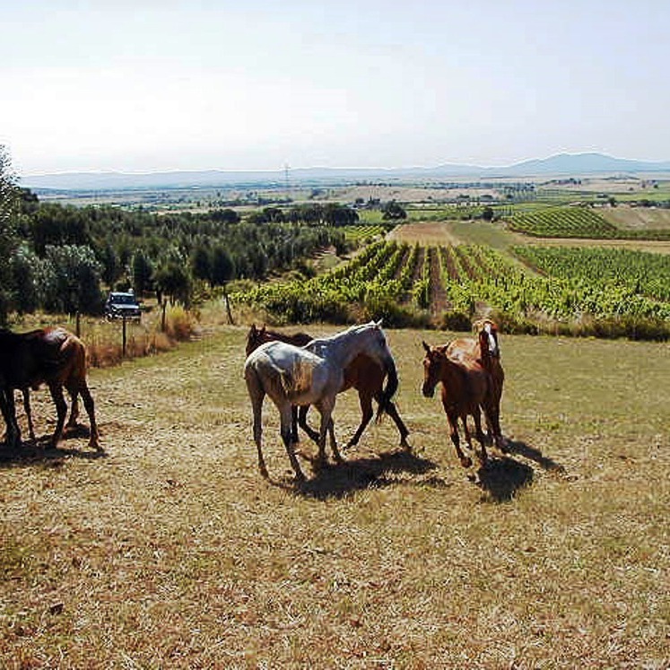 Discovering Maremma coast on horse