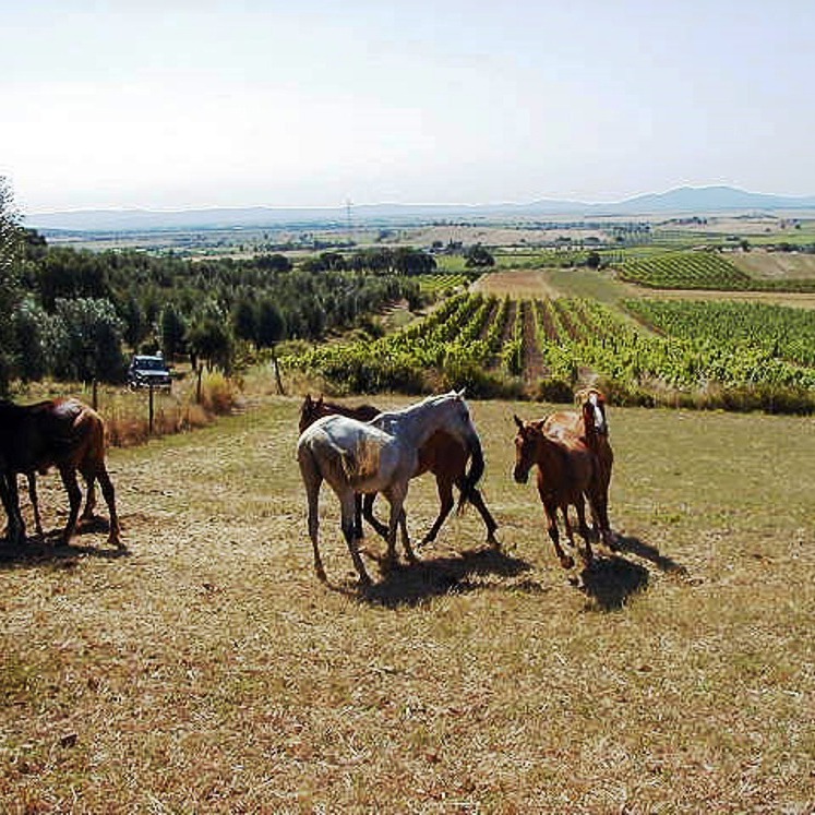 Castiglione e costa Maremmana a cavallo