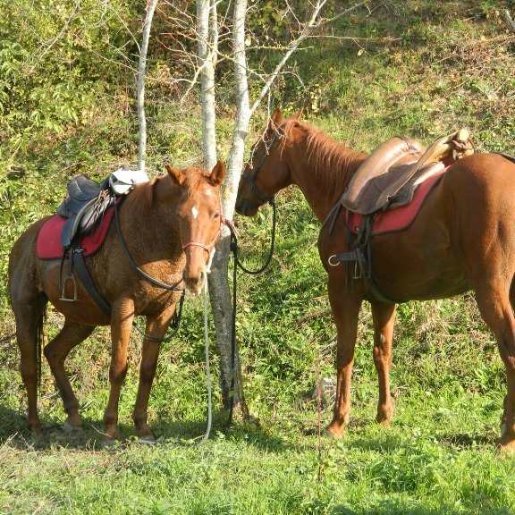 Farmhouse with natural spa, horses and food