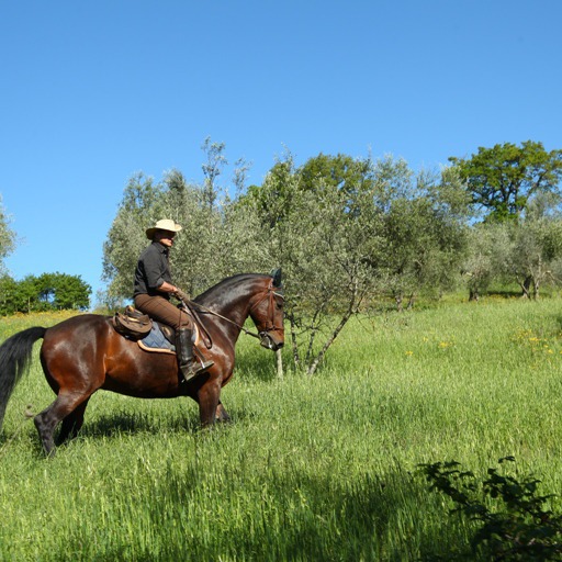 Farmhouse with natural spa, horses and food