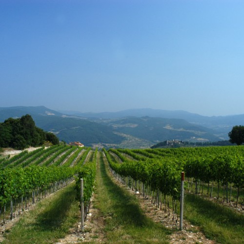 Apartments in wine farmhouse of Chianti