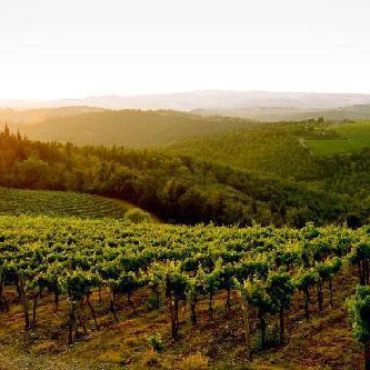 Fattoria tra i profumi della Valdelsa