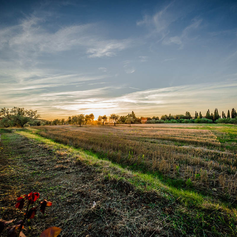 Farm holidays and perfumes in Valdelsa