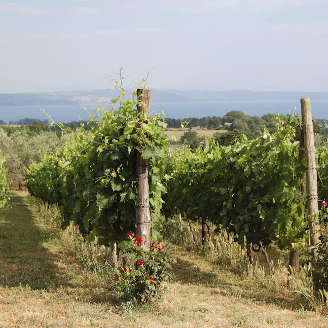 Villa & swimmingpool on the Bolsena Lake