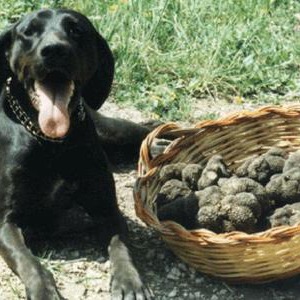 Truffles Day In Peccioli, Tuscany