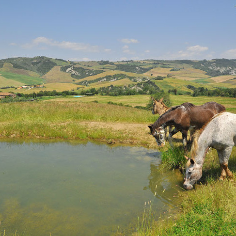 Fattoria con animali, vino, boschi